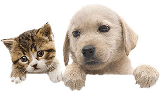 Pet